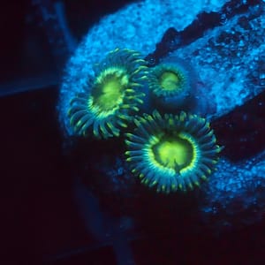 Blue Lemon Zoa