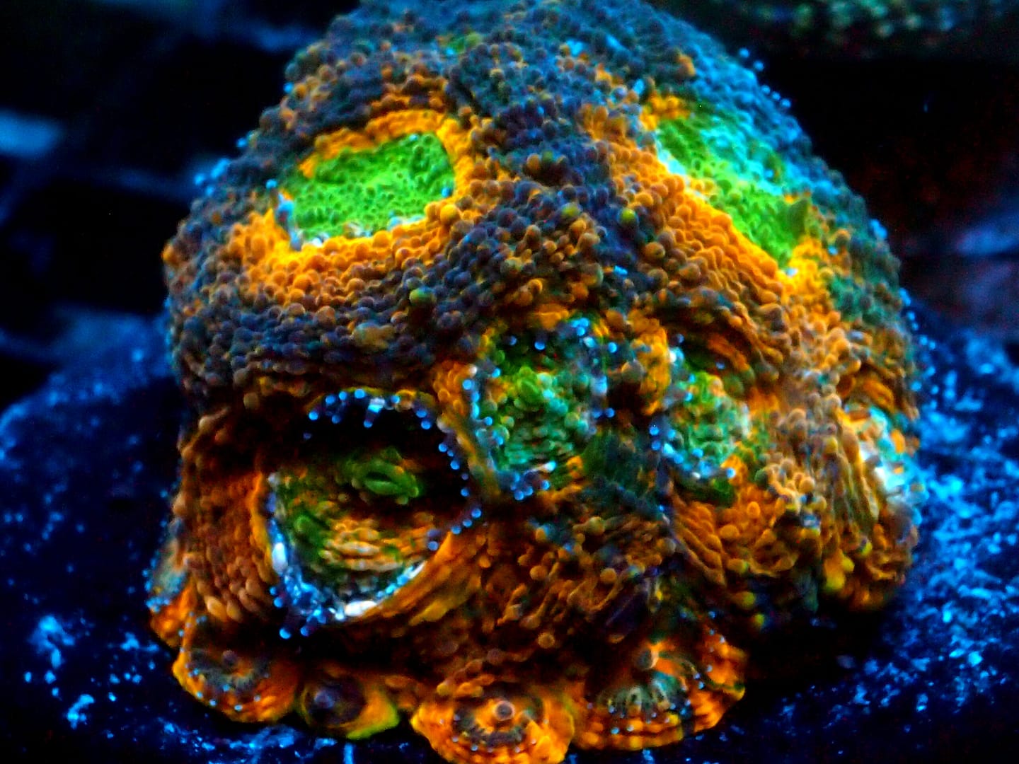 Orange and Green Echinata