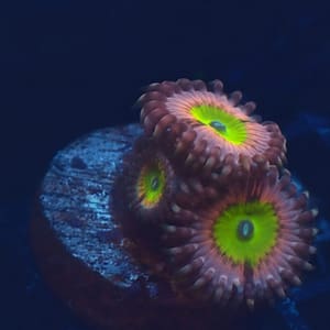Beauty and The Beast Zoa