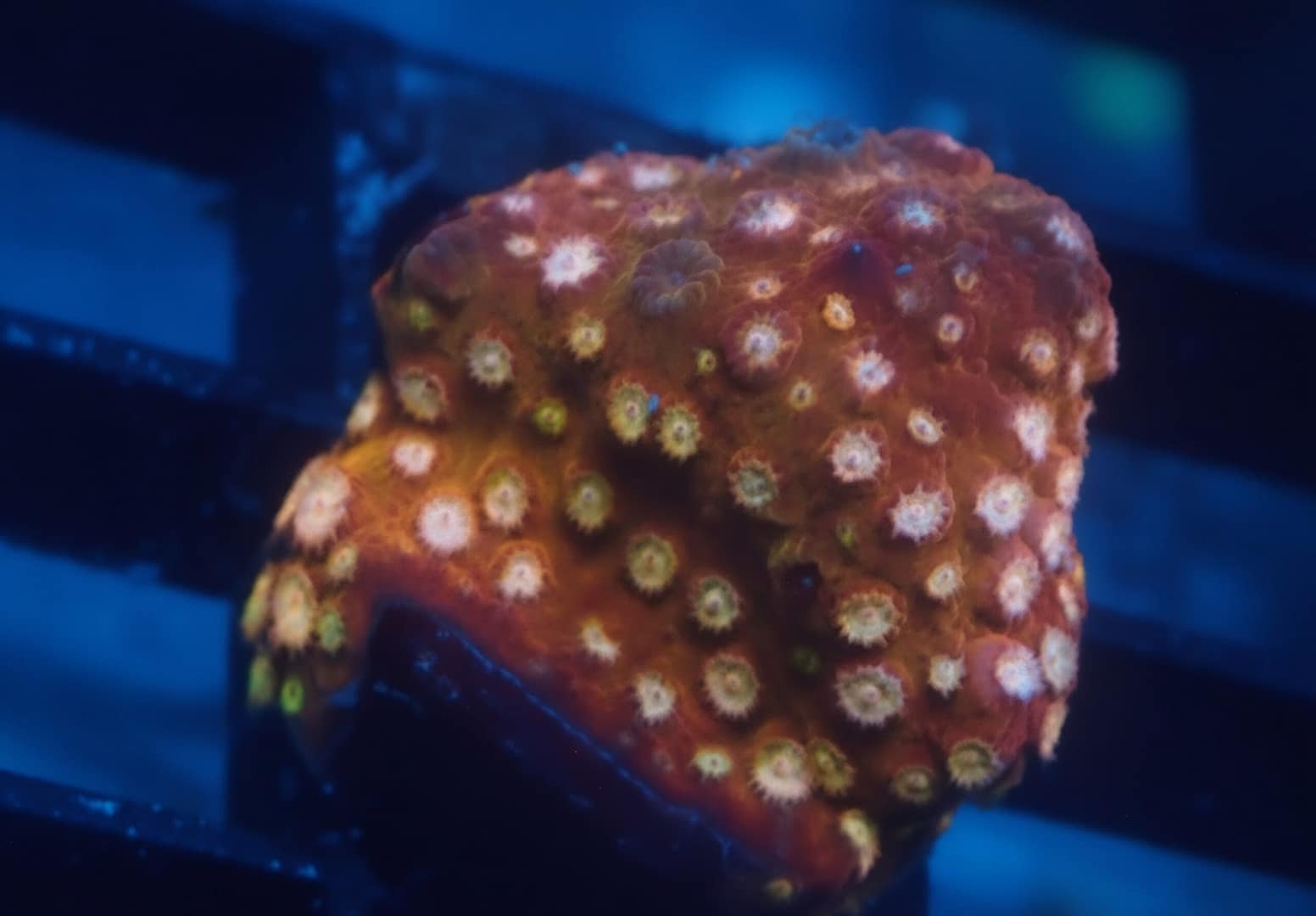 ACI Golden Girls Cyphastrea