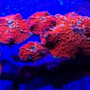 Red Discosoma Mushroom