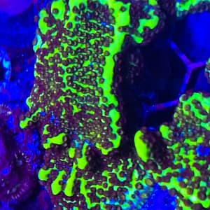 Slimeball Spingodes Montipora
