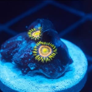 WWC Laser Lemon Zoa