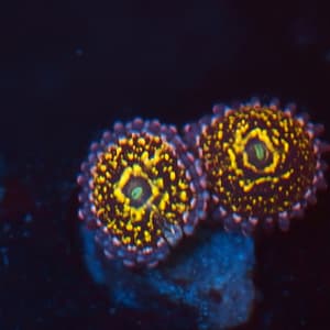 Stratosphere Zoa