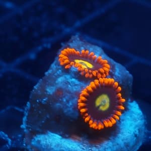 TSA Mandarin Orange Zoa
