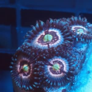 Jason Fox Pink Interstellar Zoa