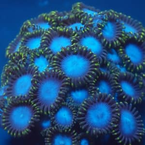 LC Frozones Zoa