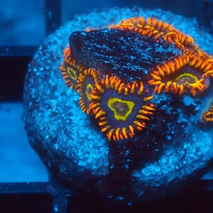 Rainbow Hornet Zoa