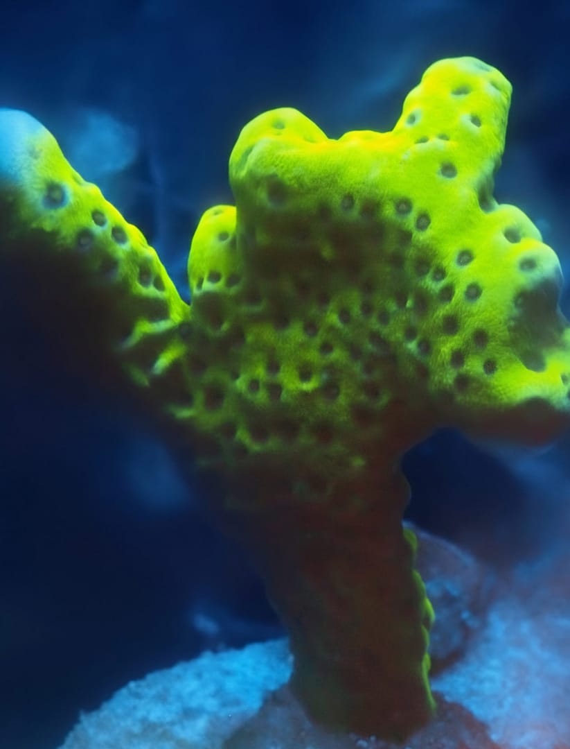 Green Goblin Anacropora