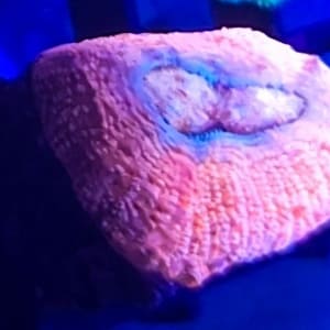 Orange and Blue Bowerbanki