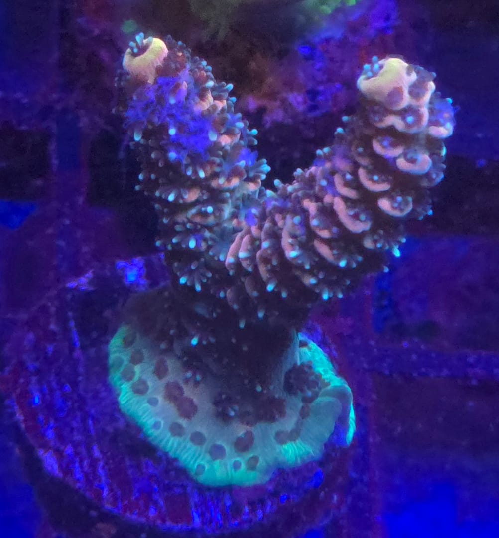 ASD Rainbow Millepora