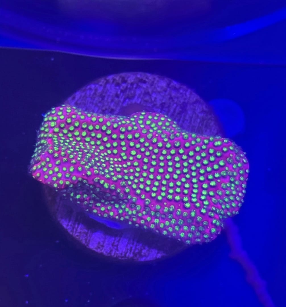 Electric Daisy Stylocoeniella