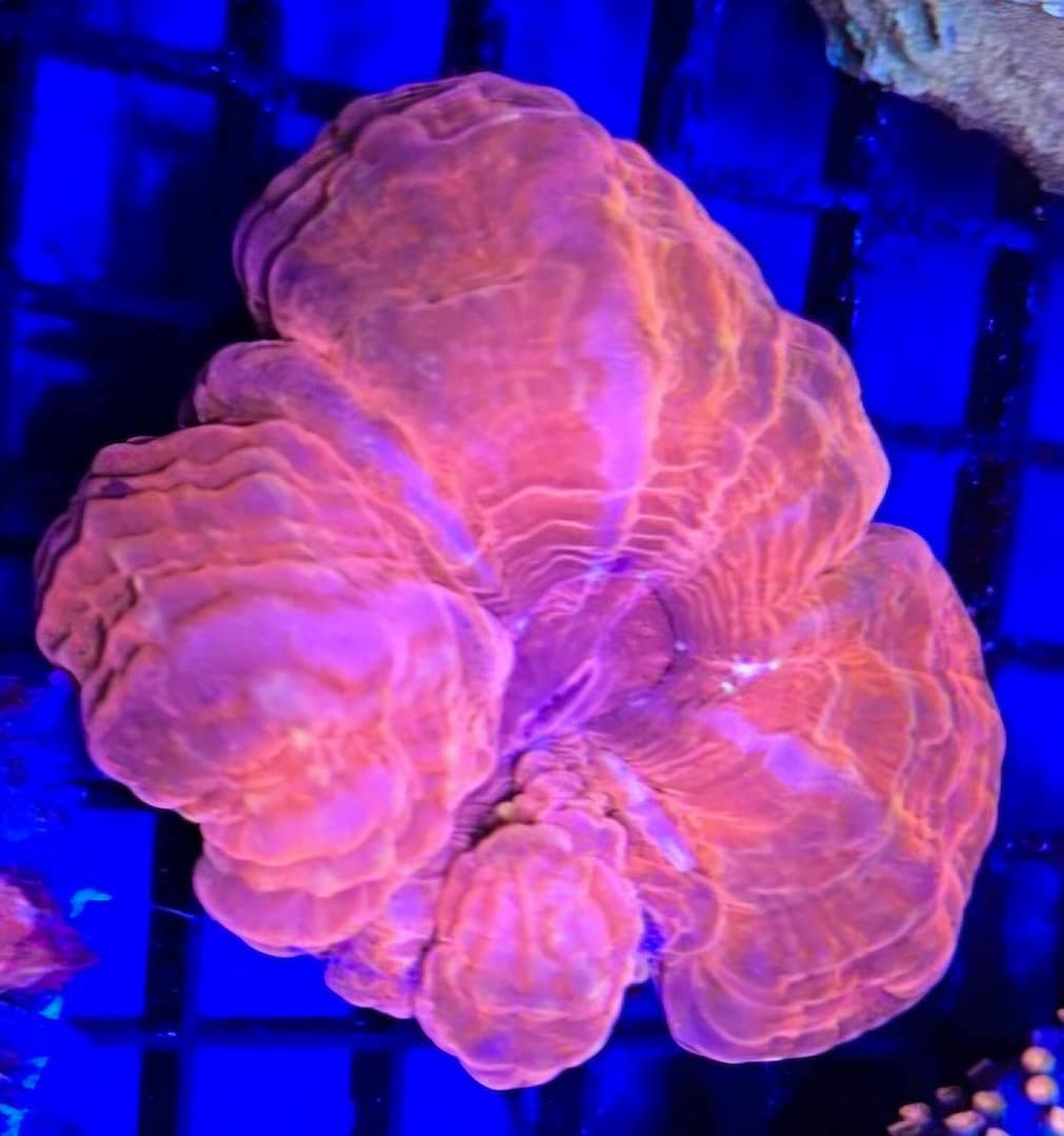 Indophyllia