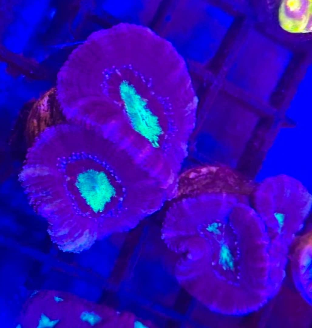Acan