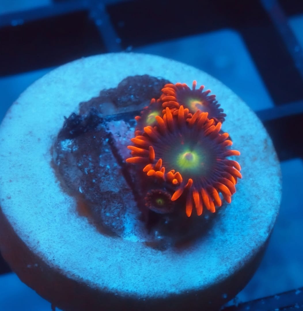 Purple People Eaters Zoa