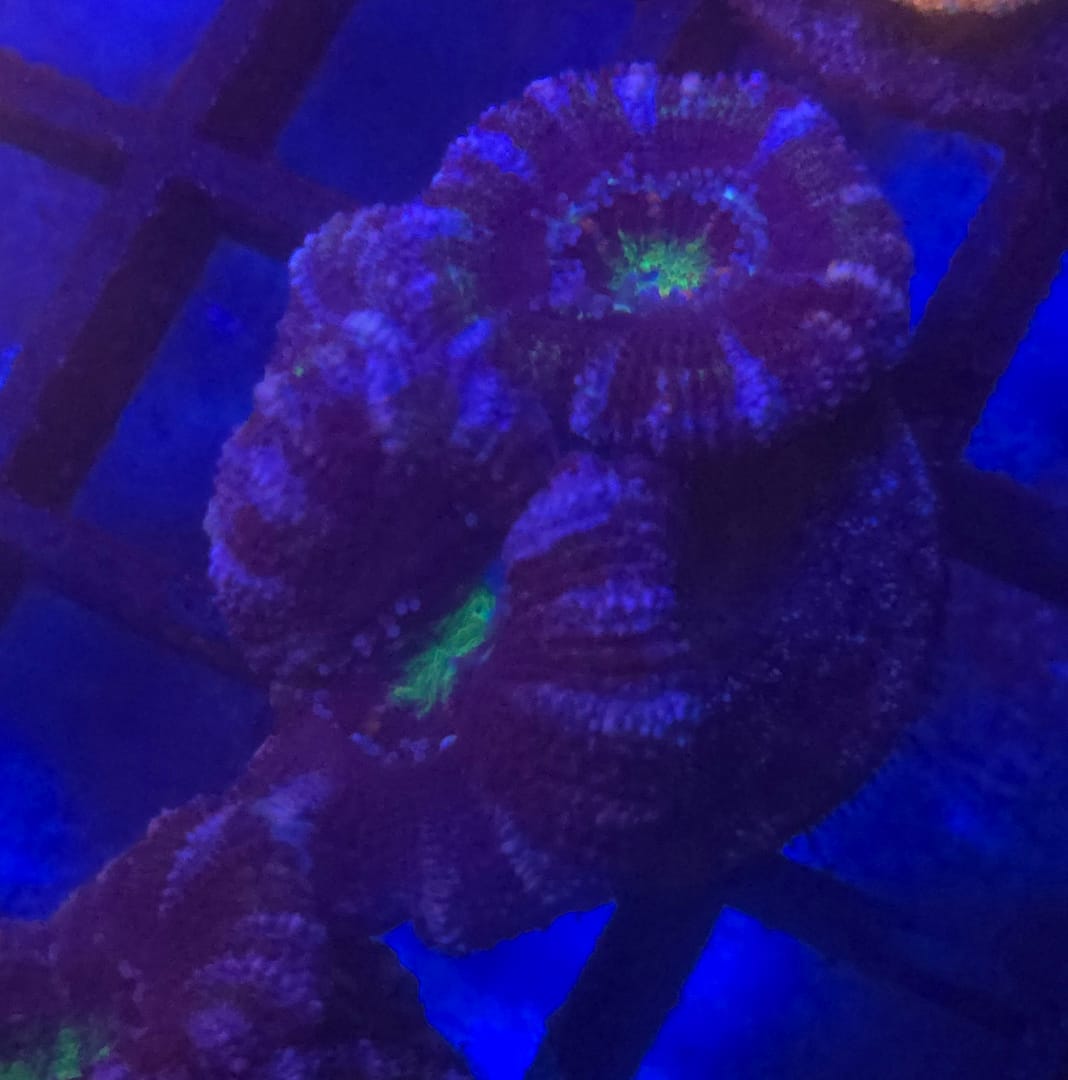 Acan - Image 2