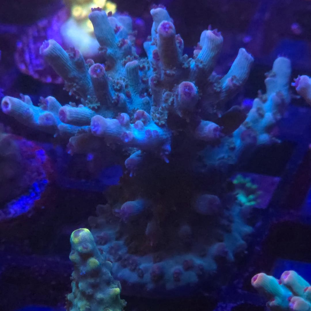 Acropora