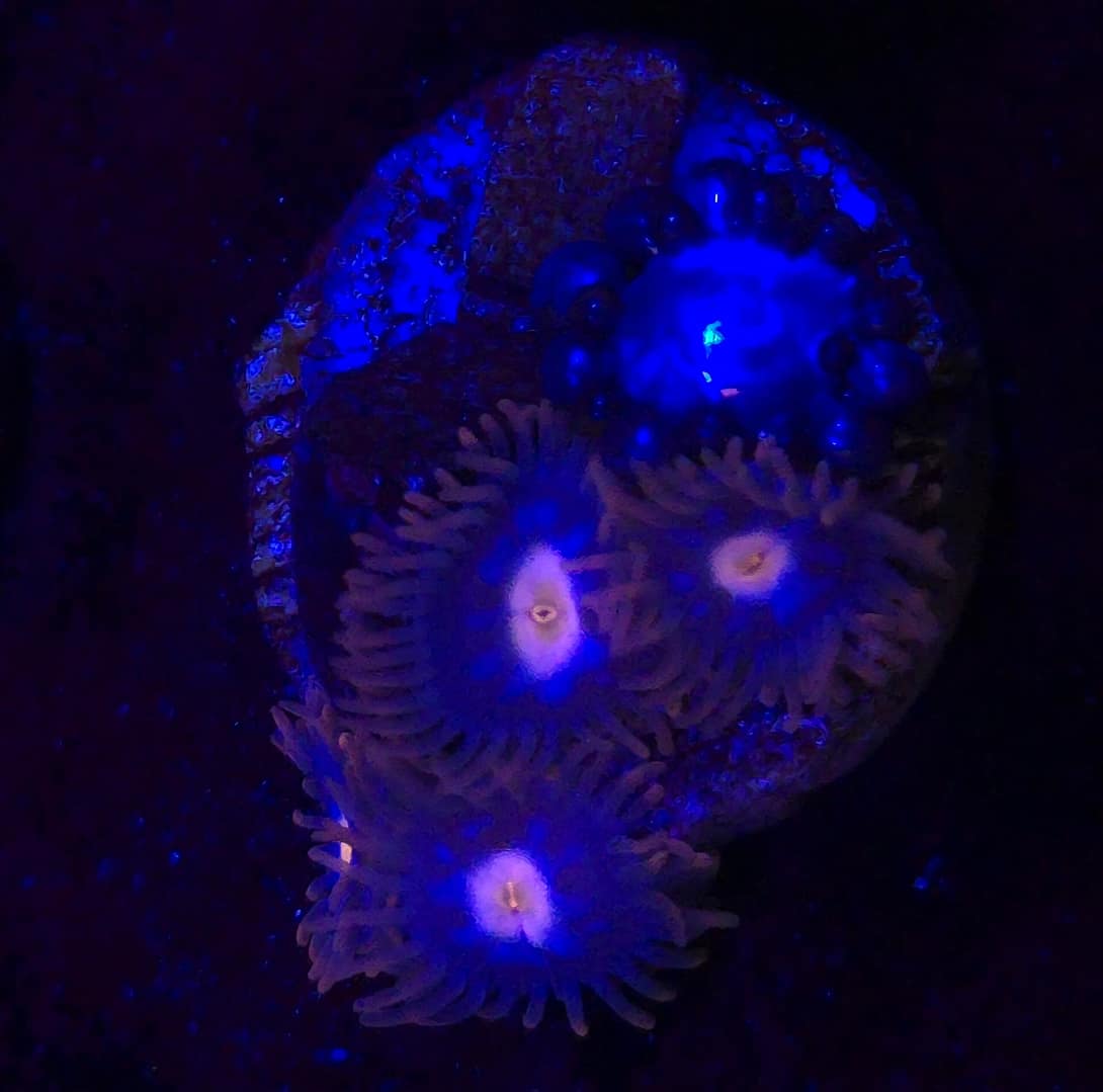 Blue Steel Zoa