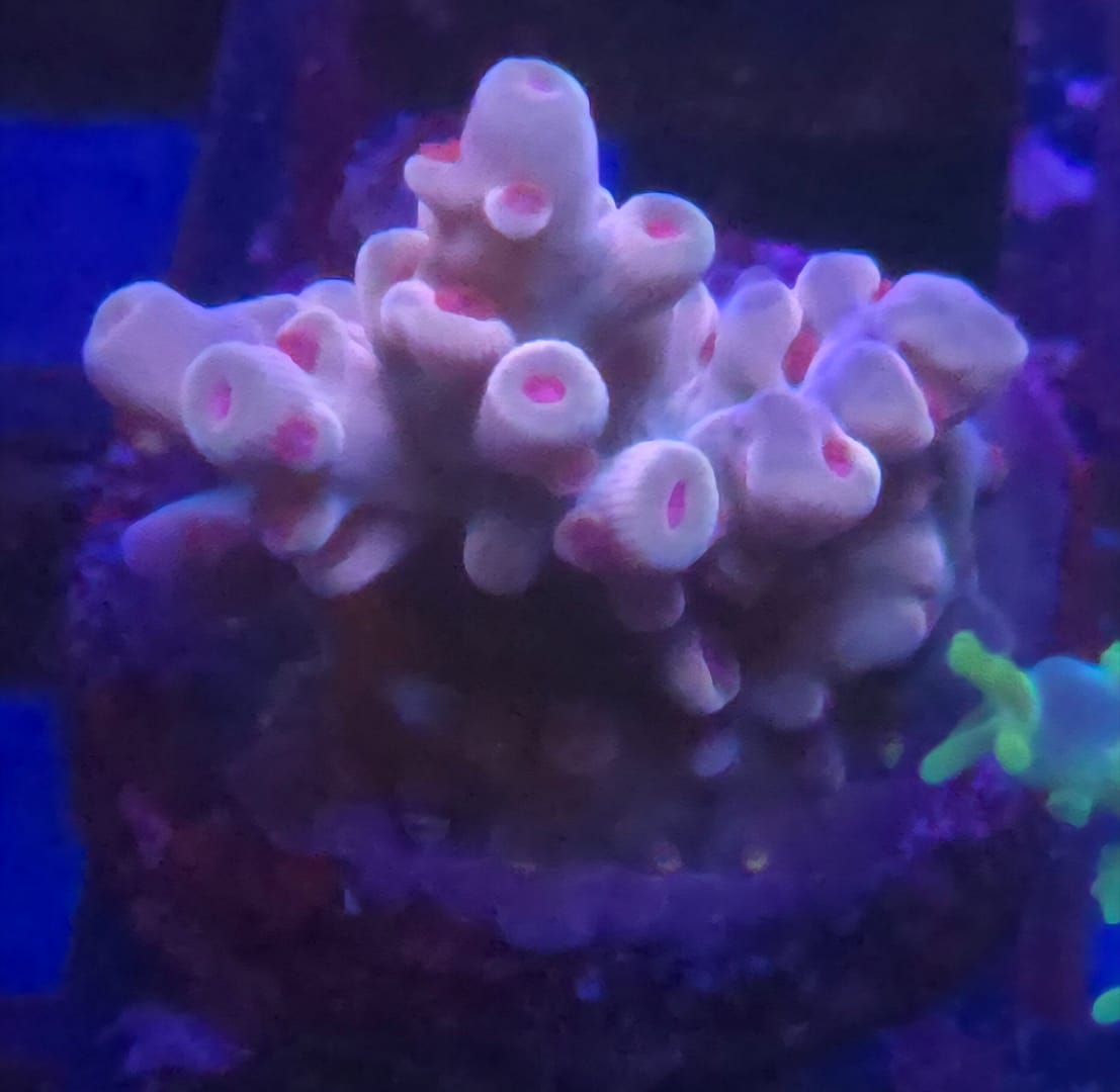 Acropora