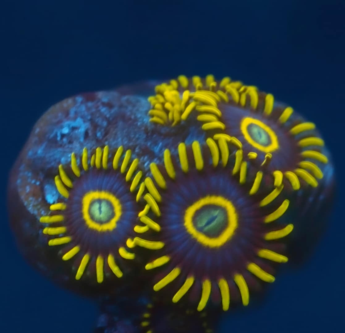 Purple Hornets Zoas