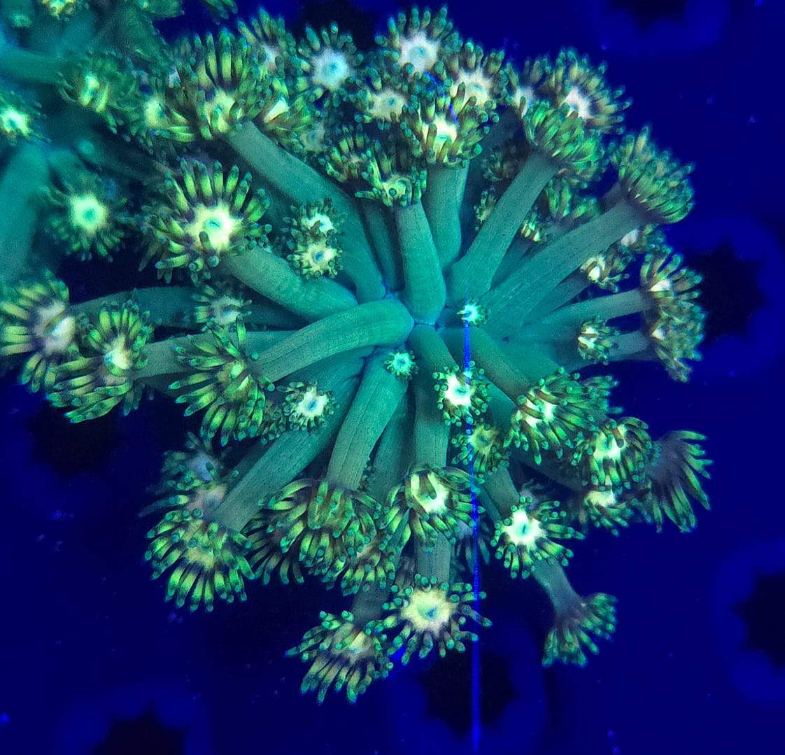 Grand Master Gonipora