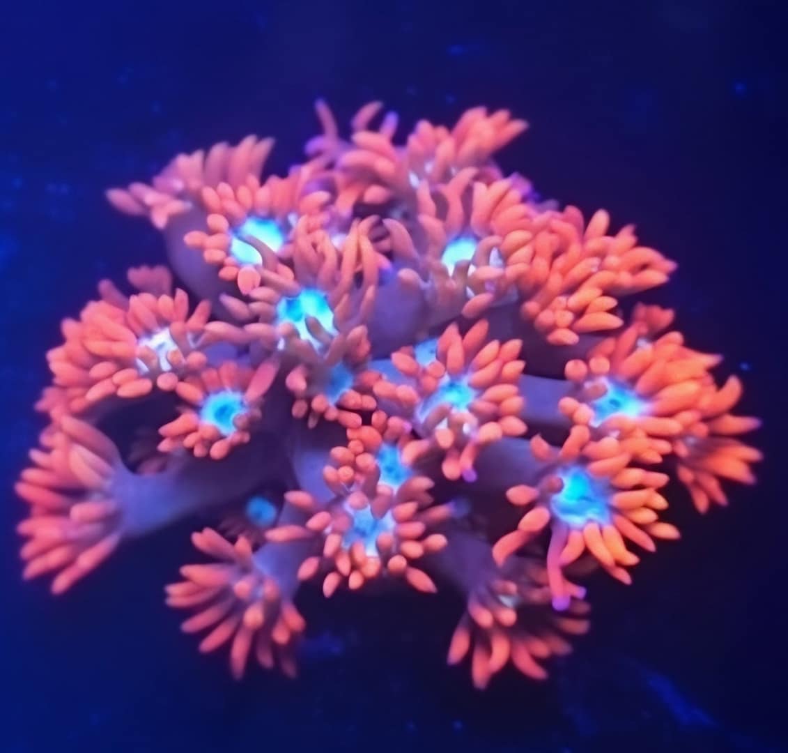 Red and Teal Gonipora