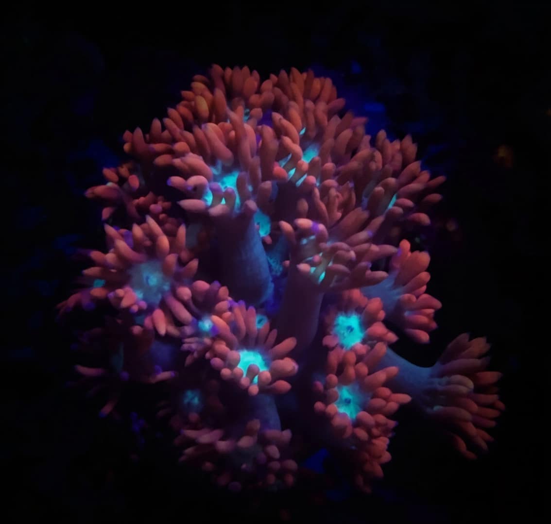 Red and Teal Gonipora - Image 2