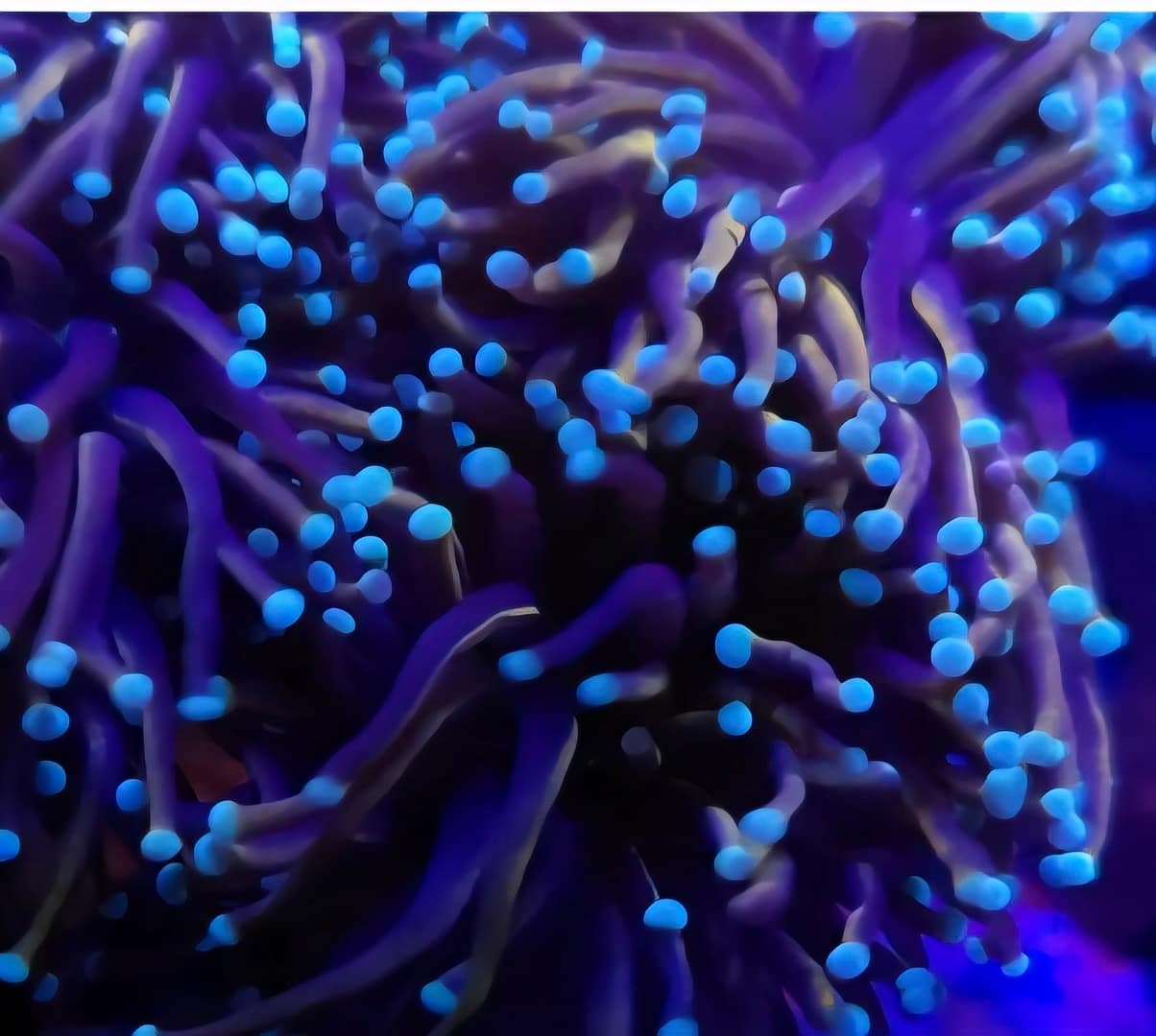 Gold Torch - Image 2