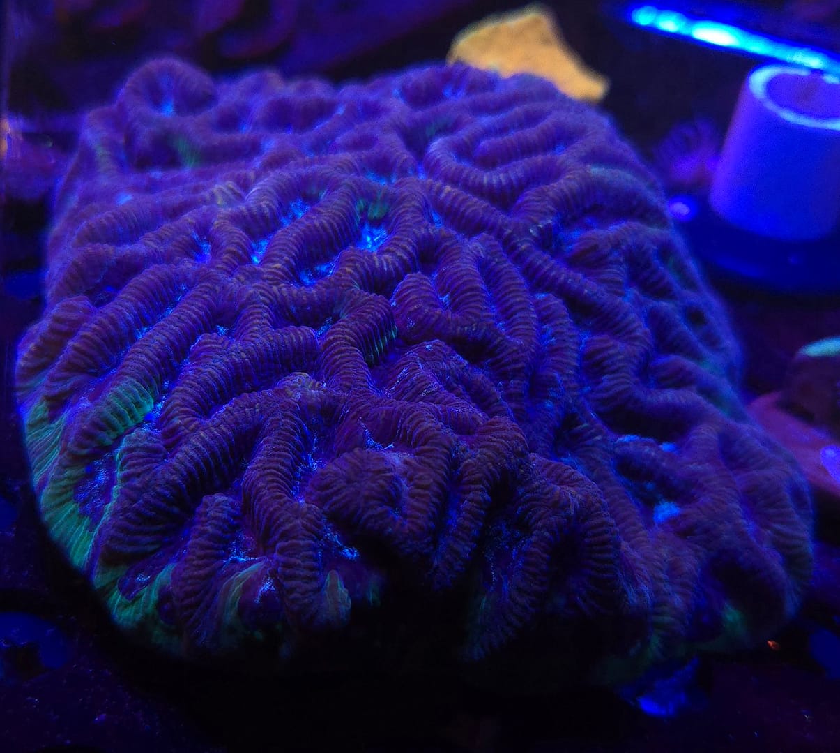 Maze Brain Colony