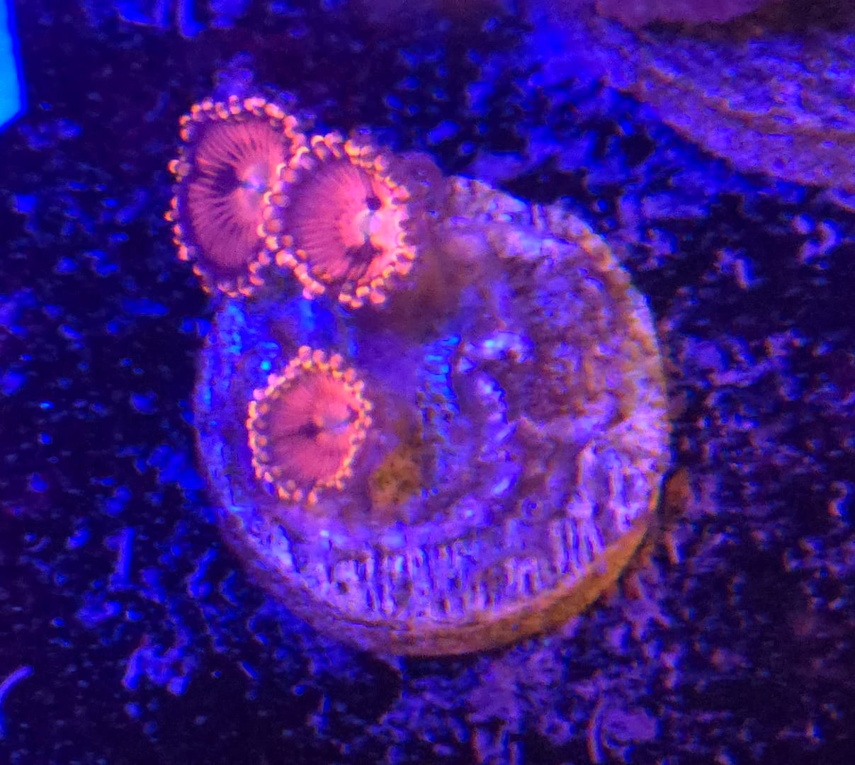Pink Flamingo Zoa