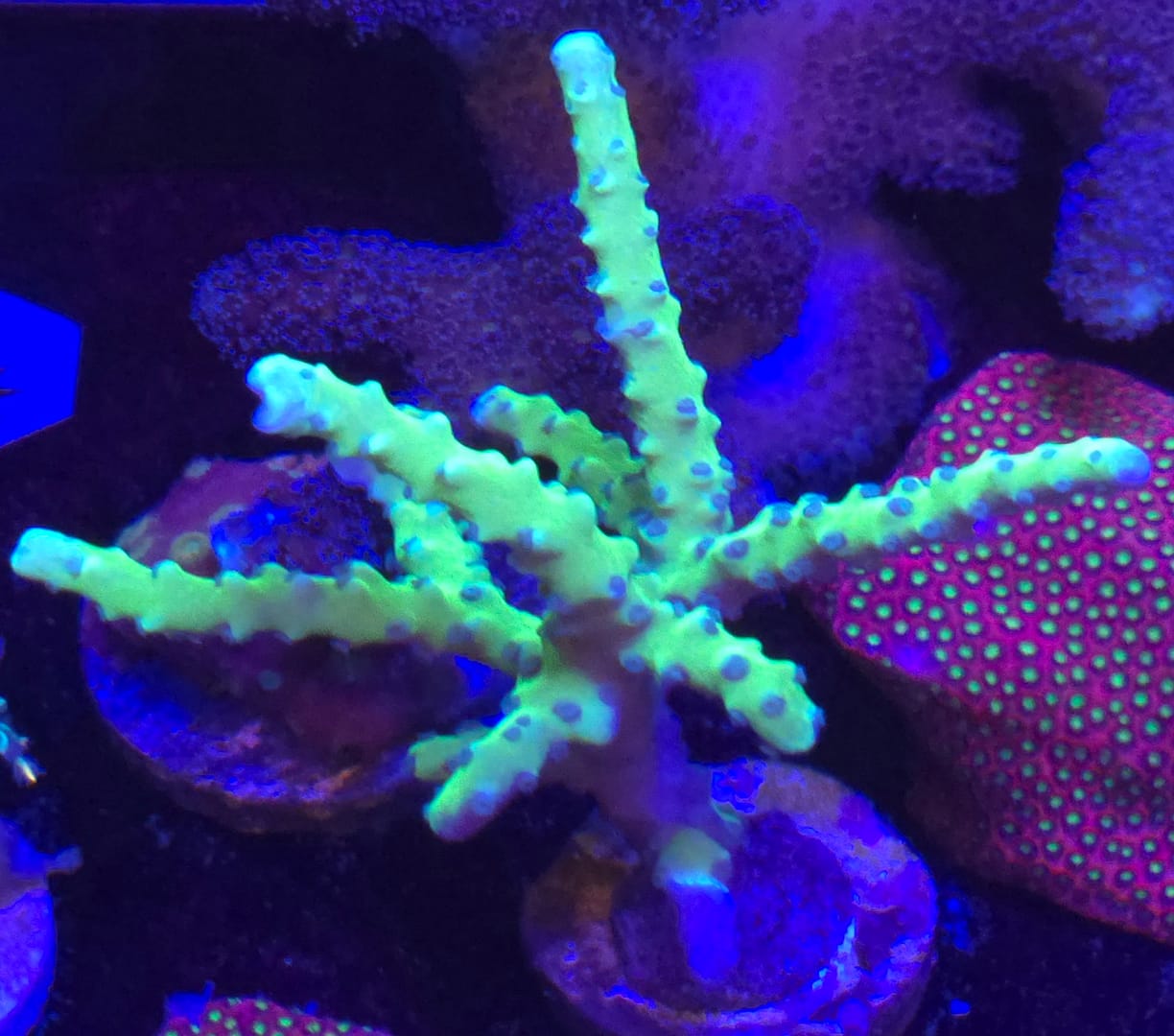 Green Acropora - Image 2