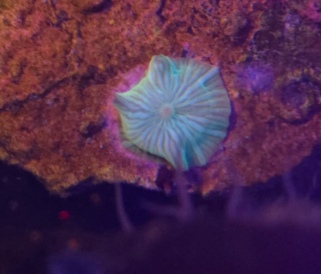 Green Striped Discoma mushrooms - Image 2