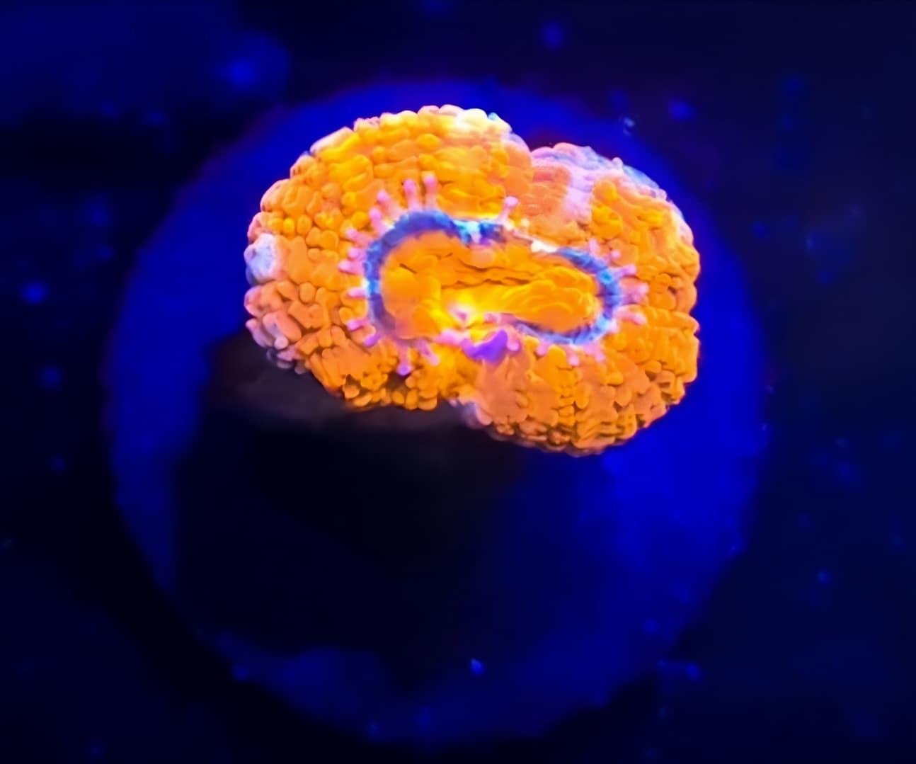 Orange and Blue Acan