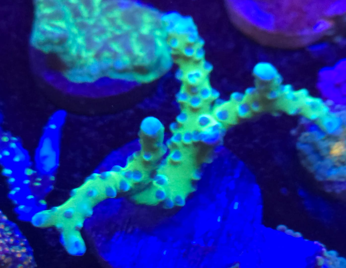 Green Acropora