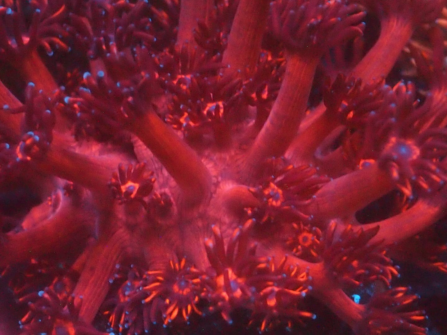 ORA Red Gonipora