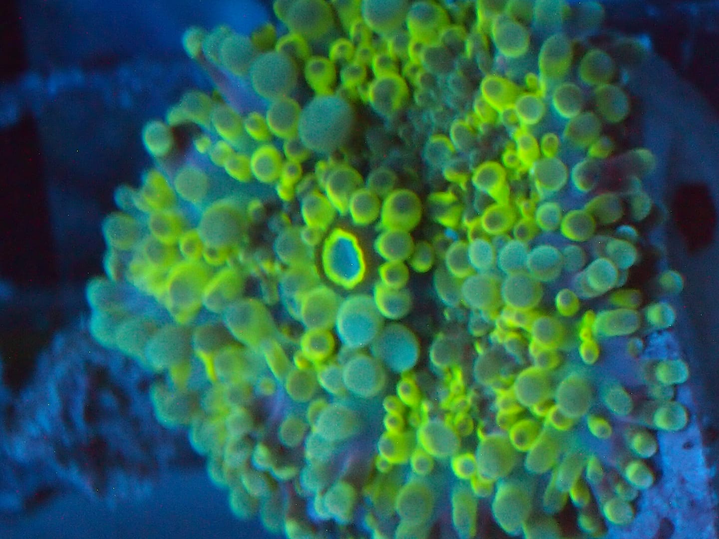 Green and Blue Yuma Mushroom