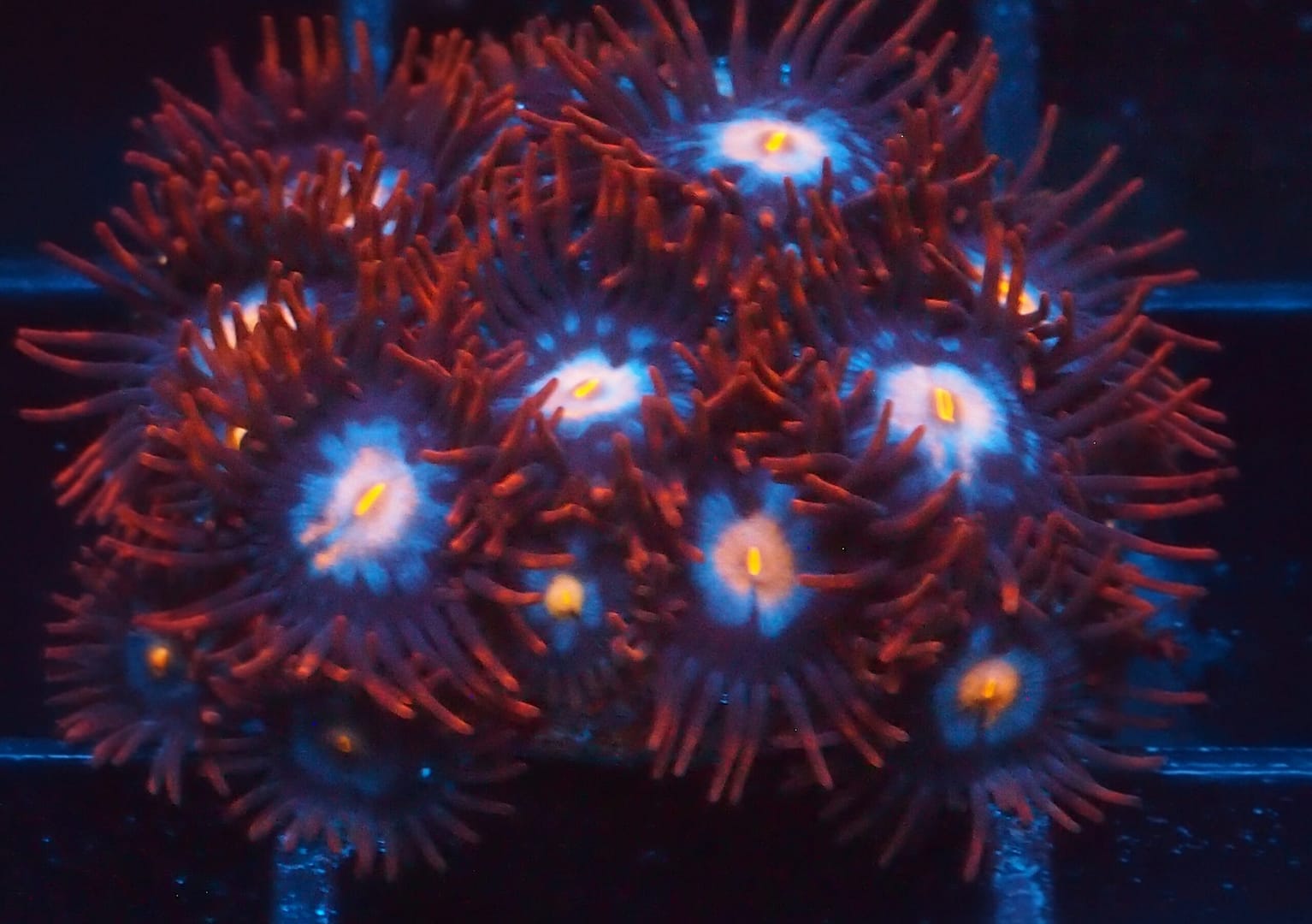TSA Glow Pop Zoa