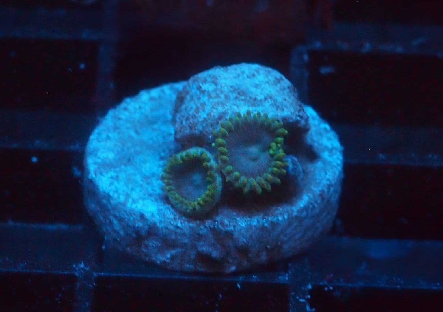 Smurf Zoa