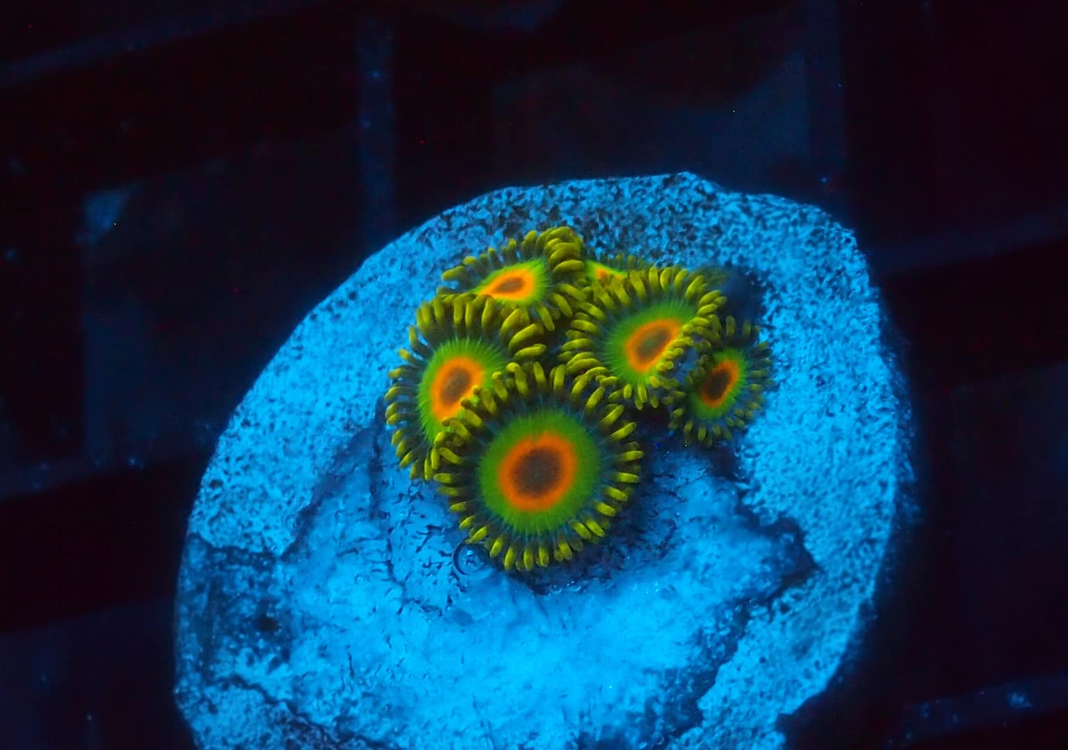 Rasta Zoa