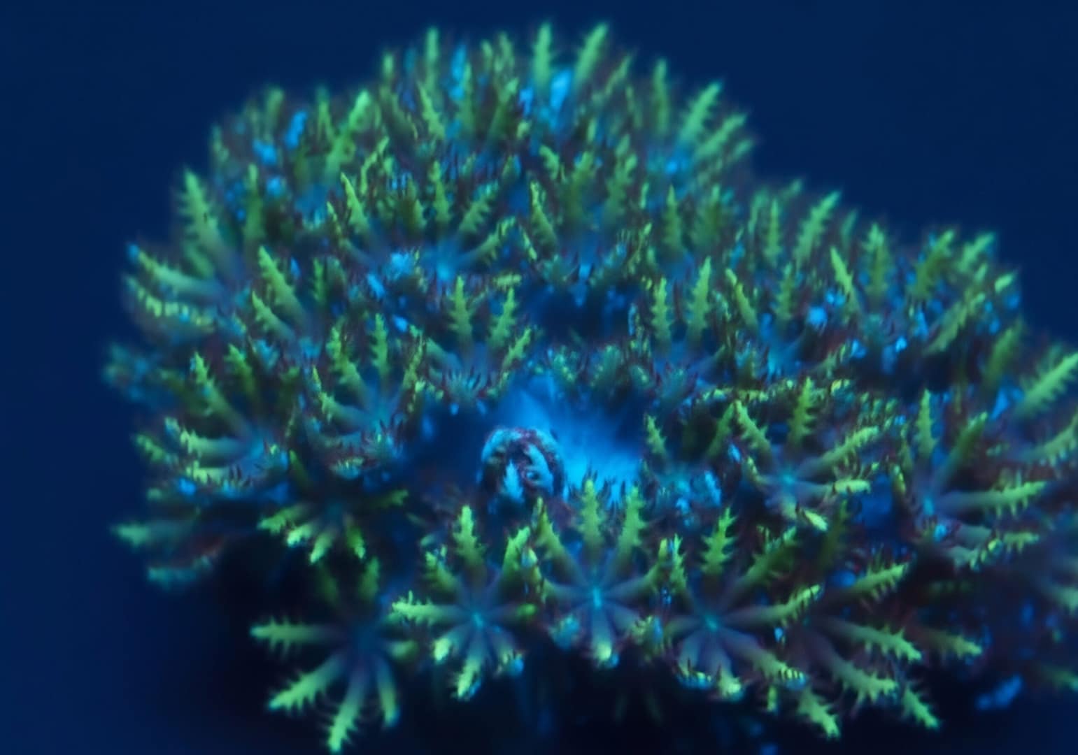 Blue and Green Sympodium