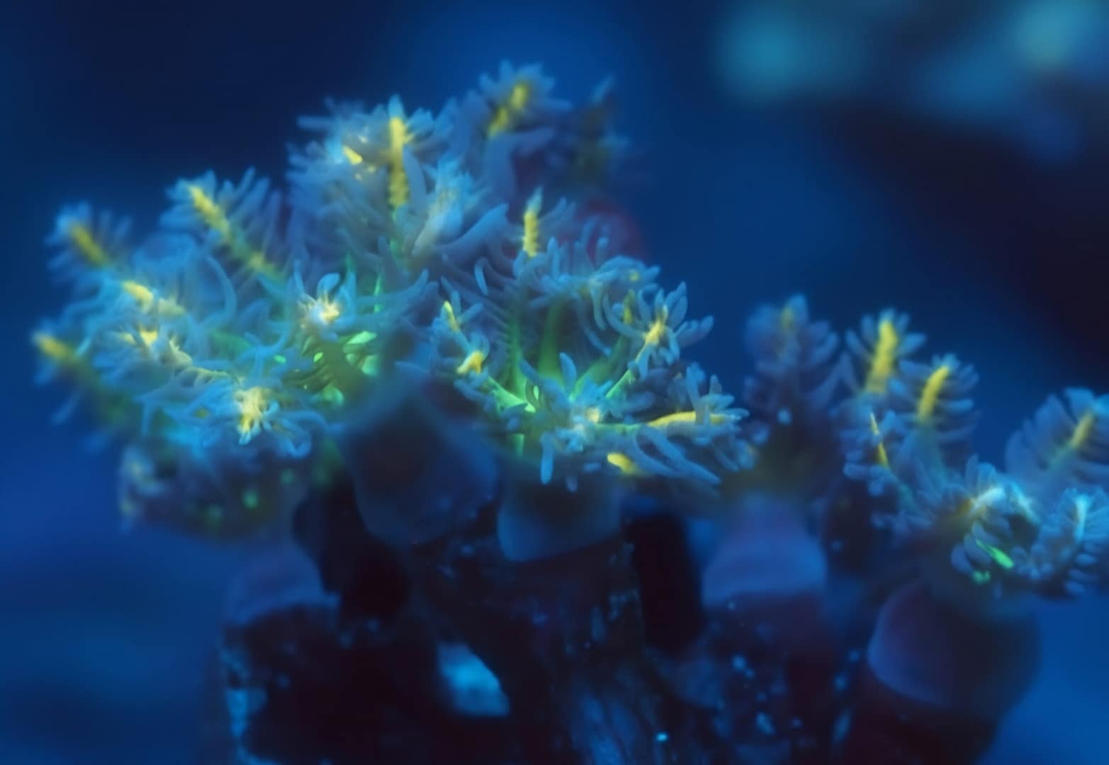 Yellow Clove Polyps
