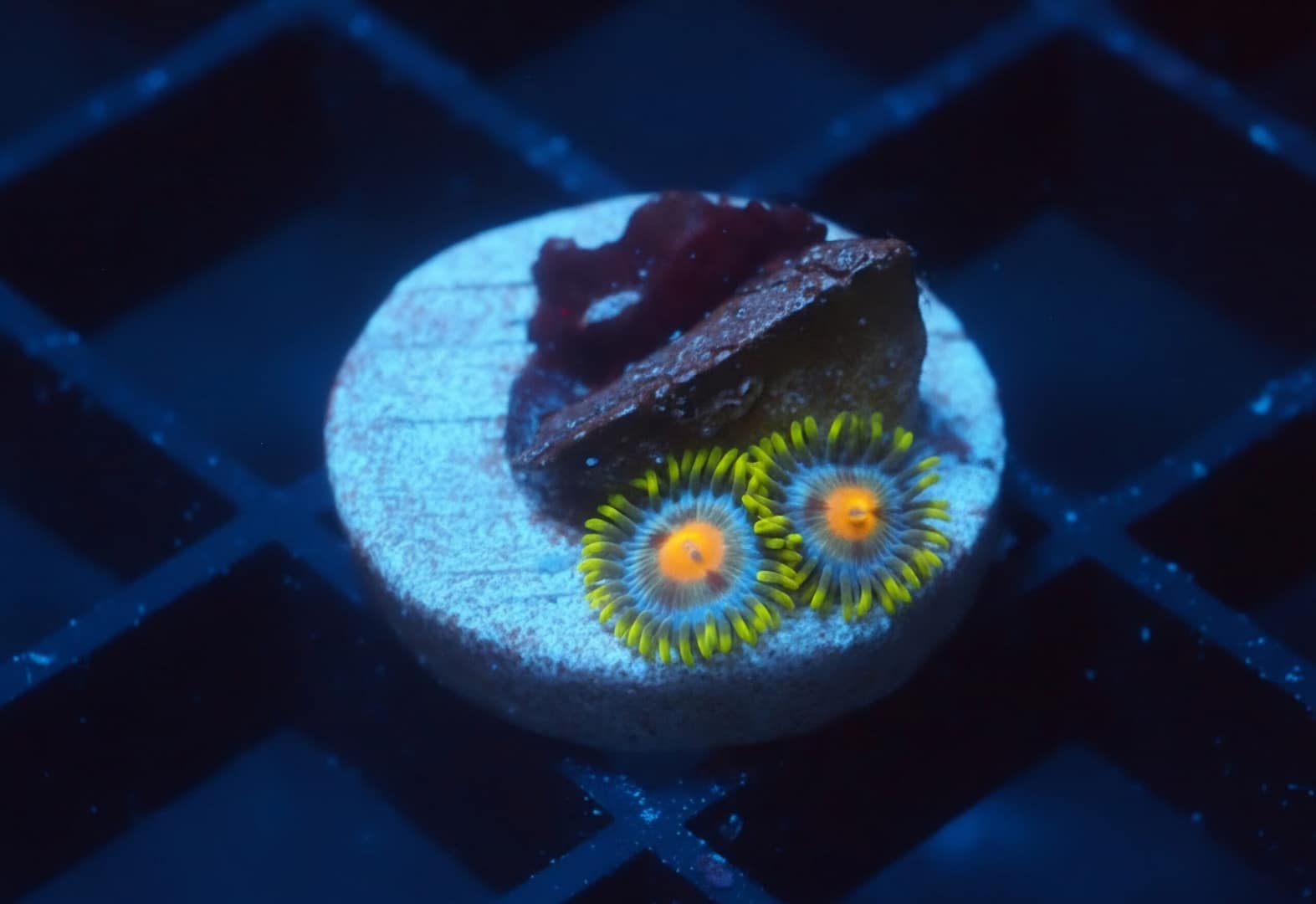 Blow Pop Zoa