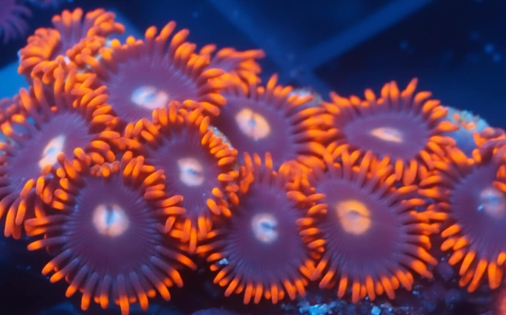Jason Fox Punk Rocker Zoa