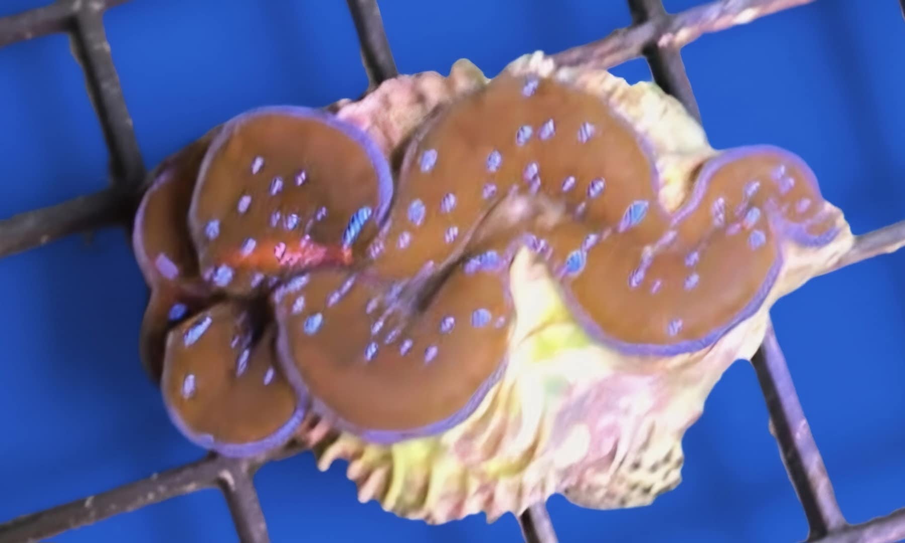 Blue Clam