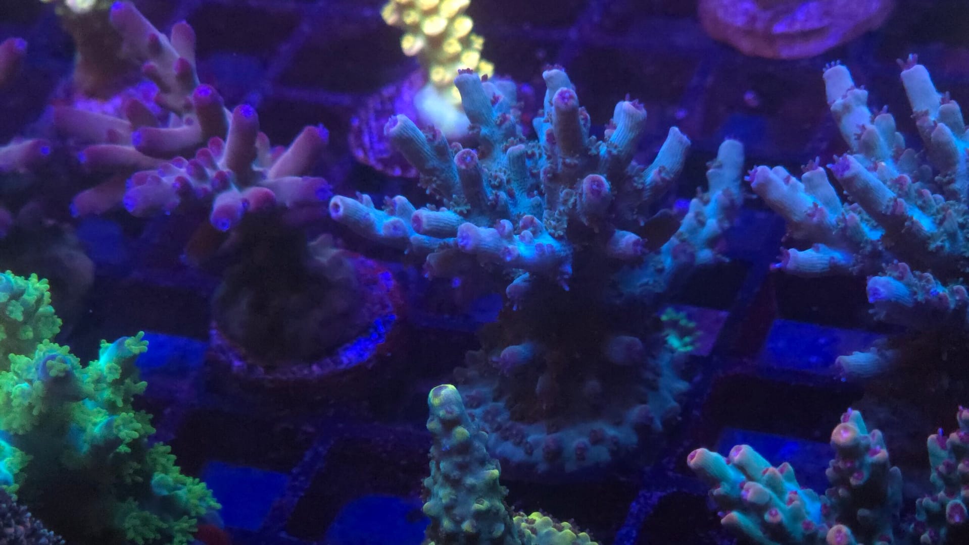 Acropora - Image 2