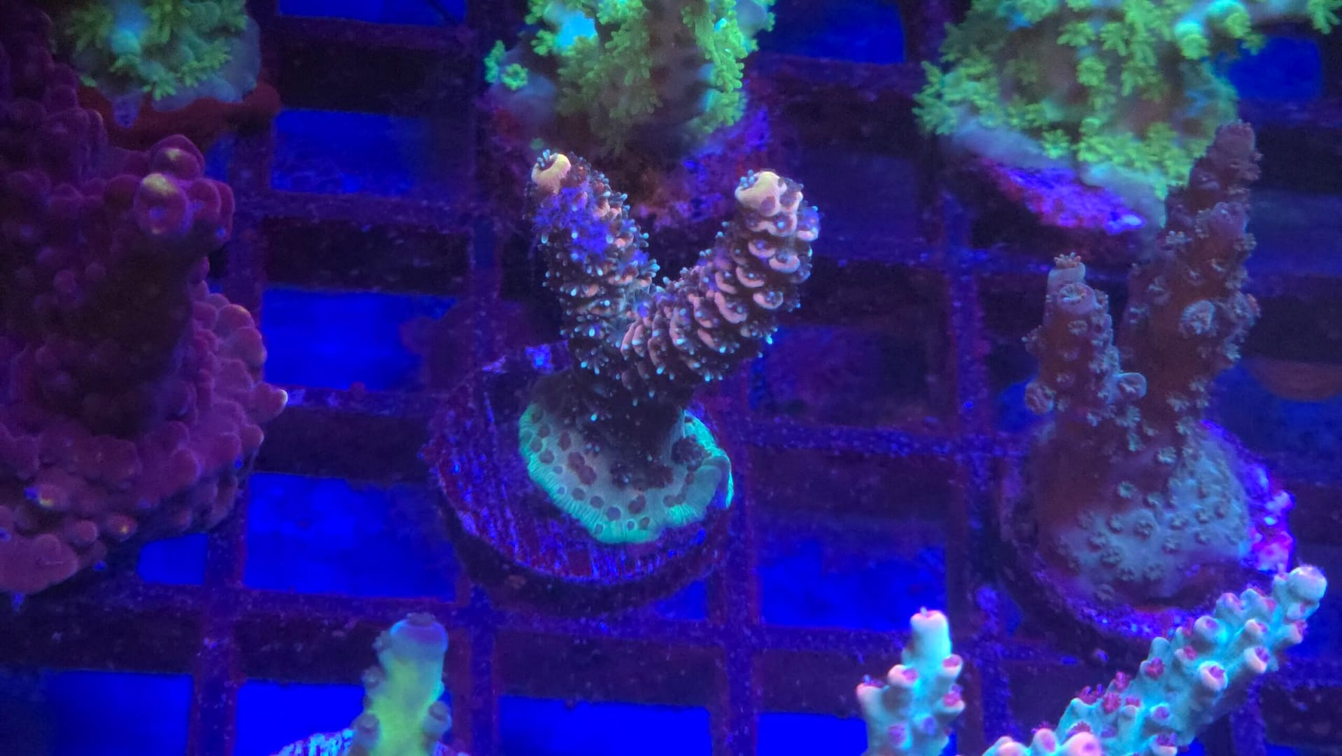 ASD Rainbow Millepora - Image 2