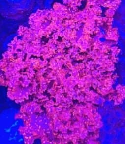 Atomic Broccoli Macroalgea