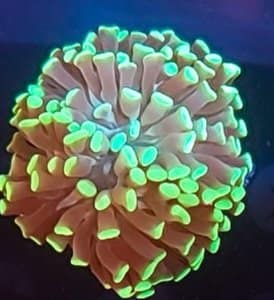 Single Head Green Hammer