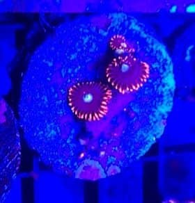 Purple People Eaters Zoa
