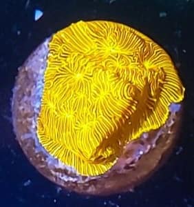 Jason Fox Jack - O - Lantern Leptoseris